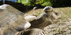 Всемирный день черепахи мая в истории